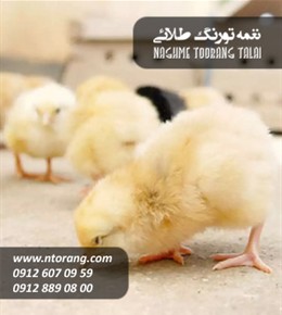 فروش جوجه گوشتی اجداد پارس